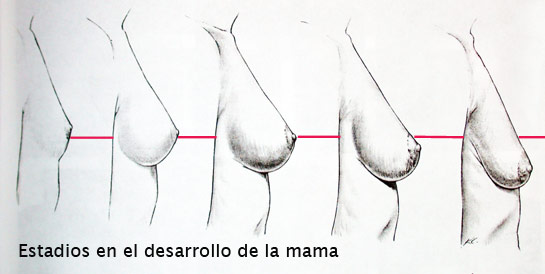 estadios-en-el-desarrollo-de-la-mama